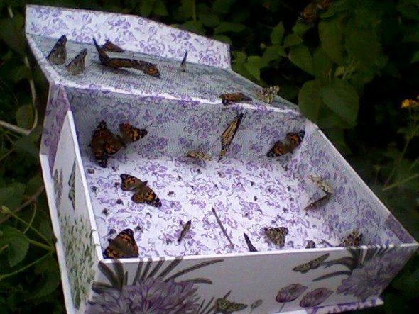 Mass Butterfly Release Box