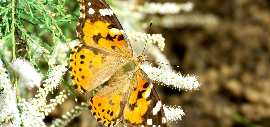 butterfly-memorials