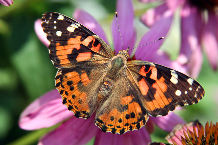 135 48 Painted Lady Butterflies Butterfly Nursery   Paintedlady 1 750x500 