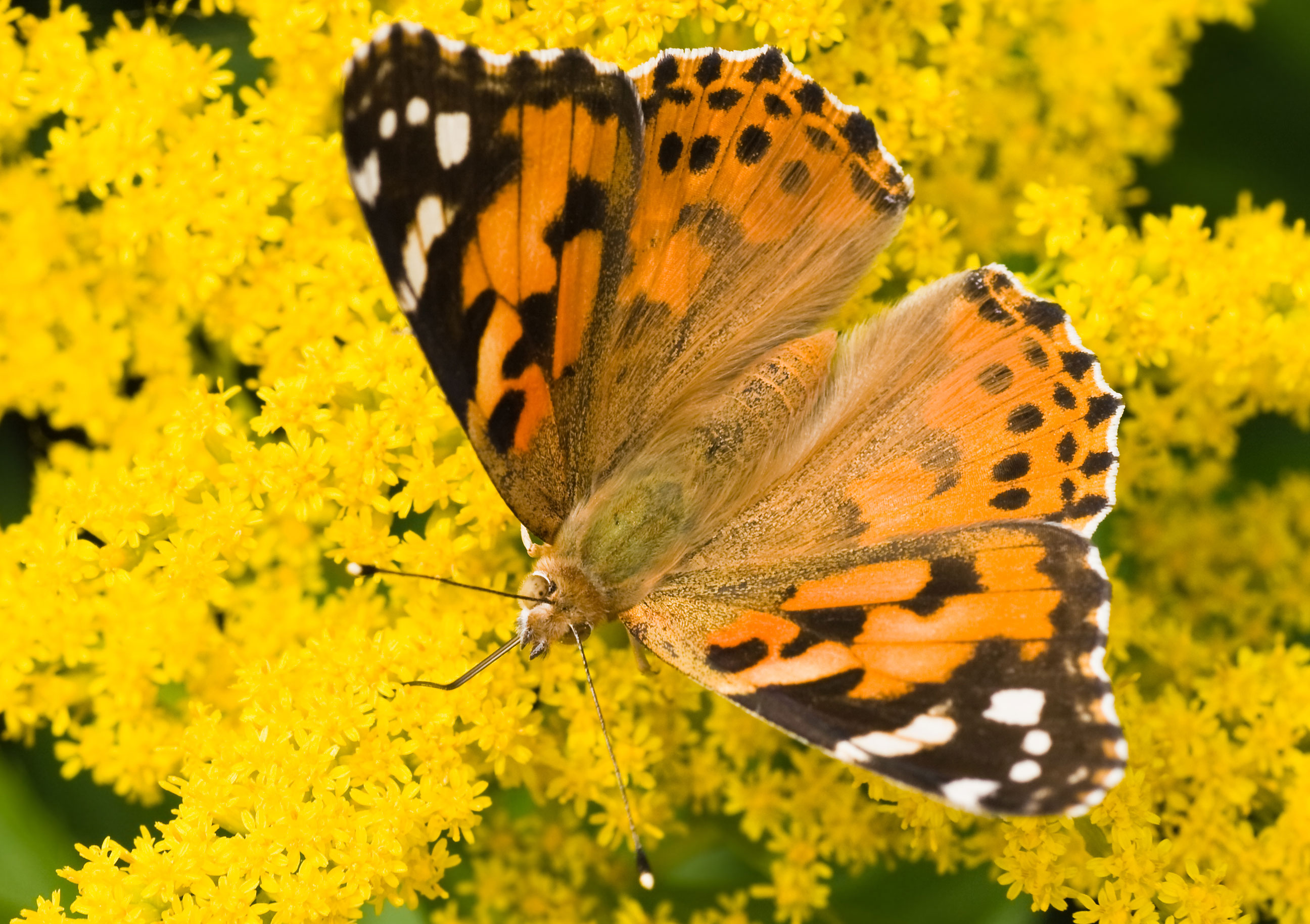  250 100 Painted Lady Butterflies Butterfly Nursery