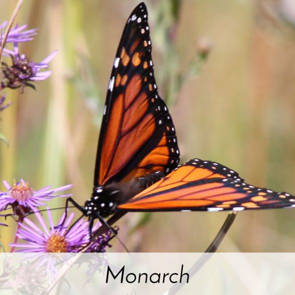 Memorial Butterfly Release Butterfly Nursery   Release Monarch 1 590x590 