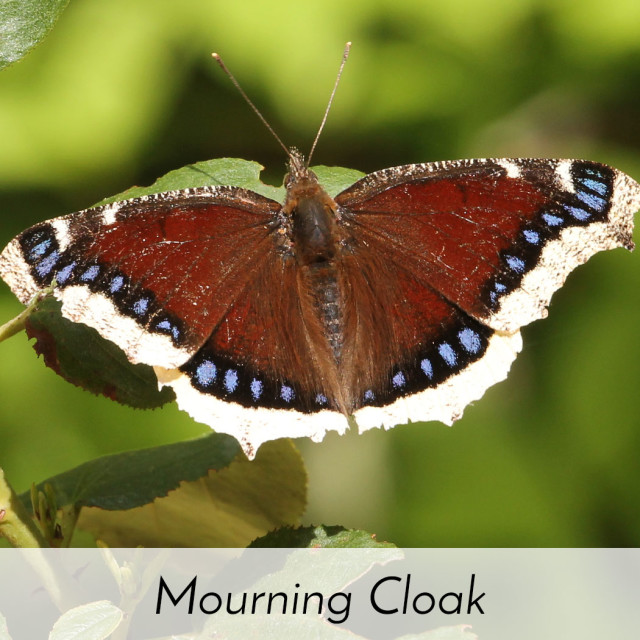 Memorial Butterfly Release Butterfly Nursery   Release Mourning Cloak 1 640x640 