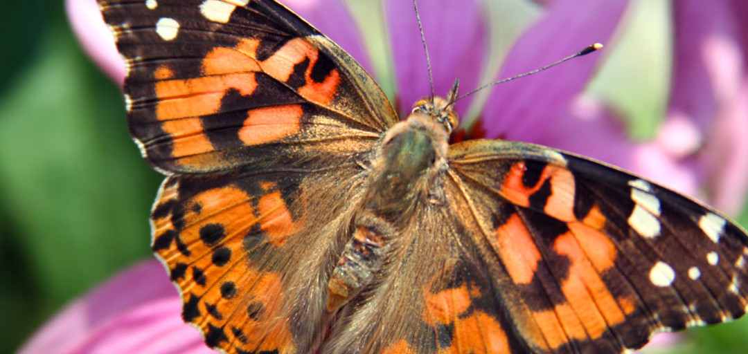 Painted Lady Butterfly