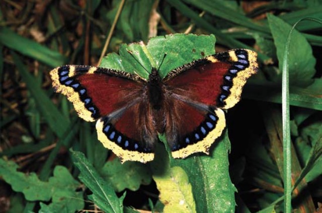 White Butterflies for Memorials and Funerals – Riverbottom Butterflies