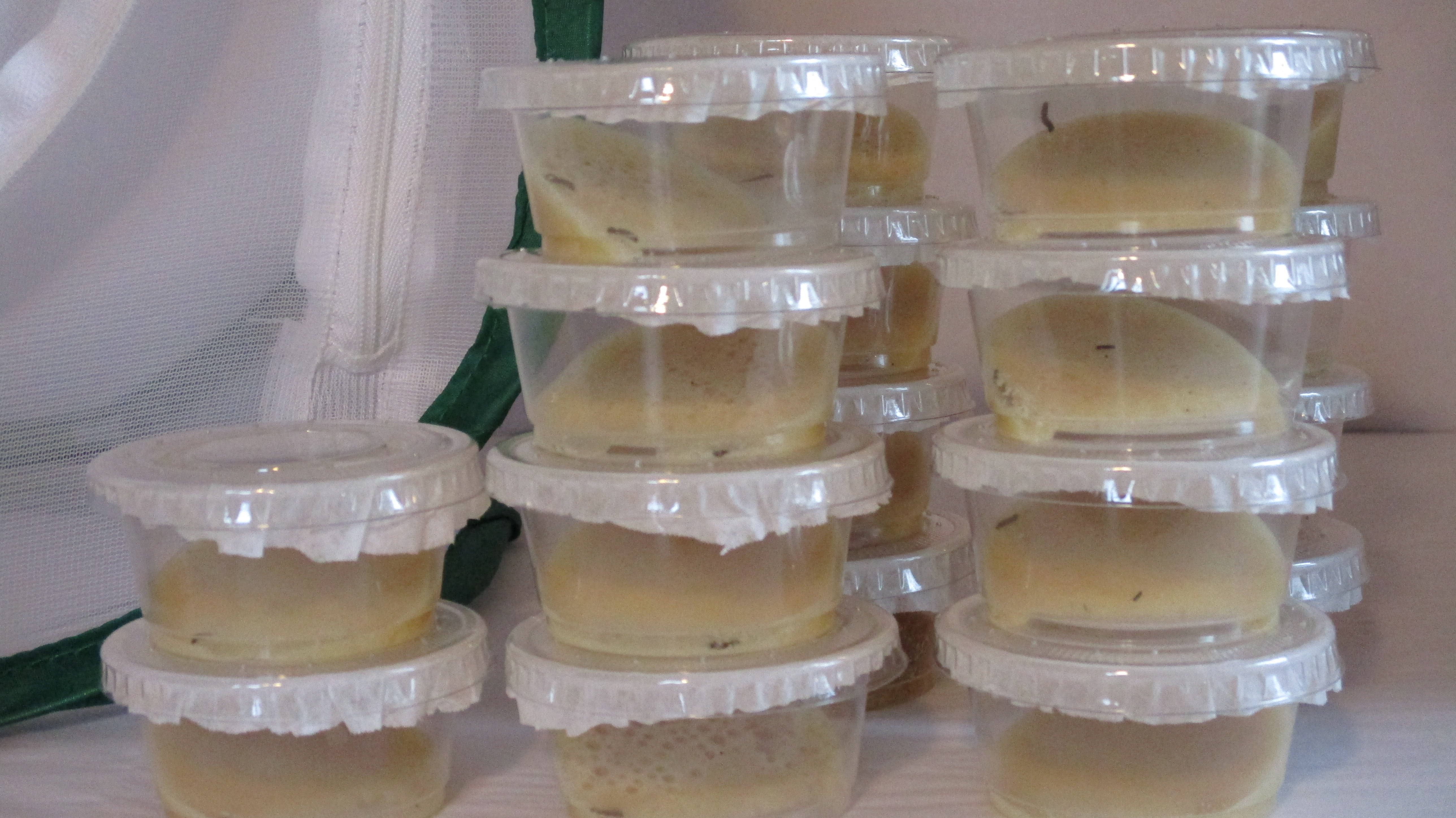 Butterfly Nursery Large Larvae Kit 36 Larvae in 18 Cups 59.99